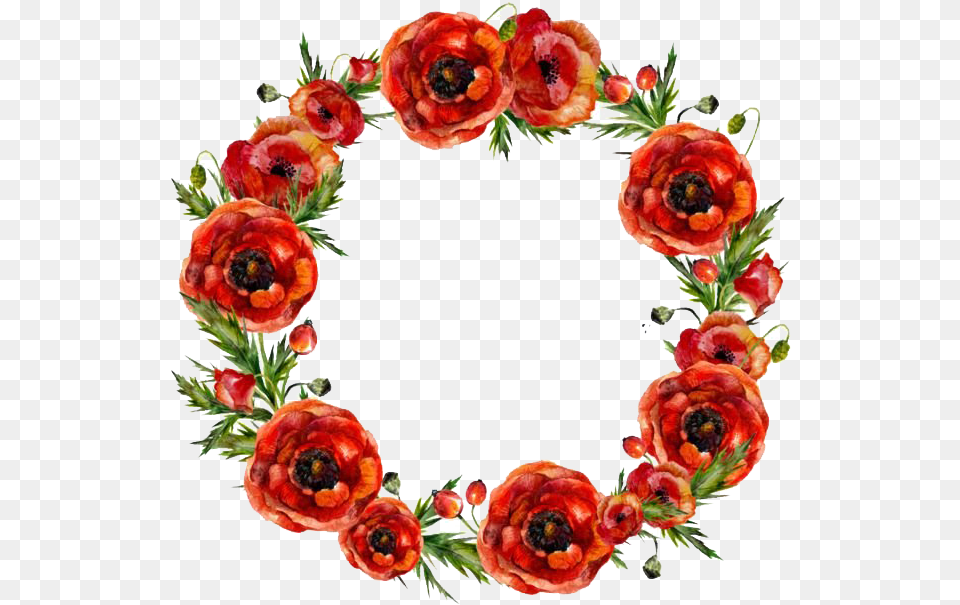 Round Poppy Flower Frame Image Flower Circle Border Red, Plant, Rose, Wreath Free Png
