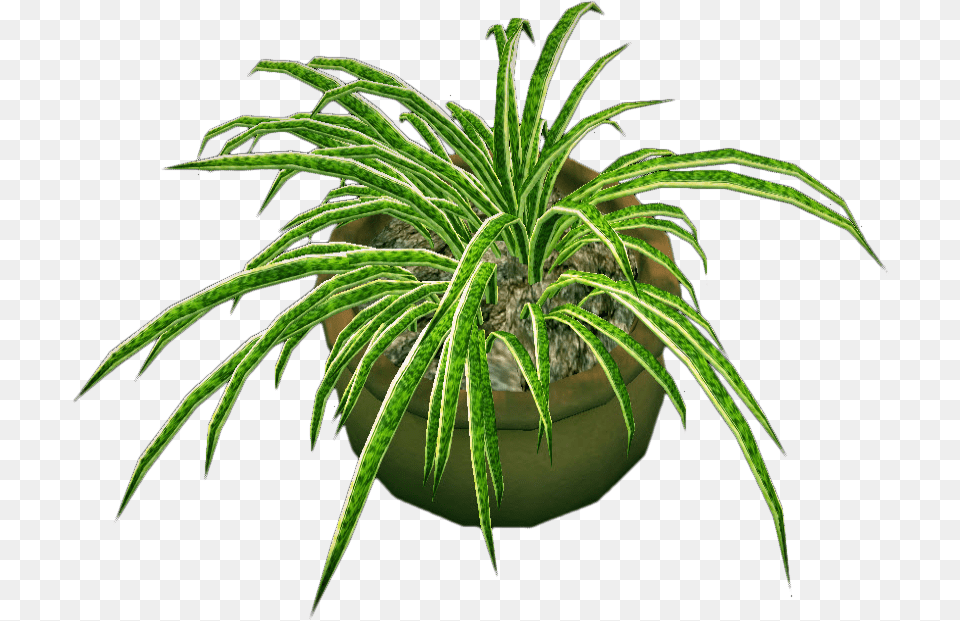 Round Potted Plant Import Houseplant, Leaf, Potted Plant, Tree, Aloe Free Png