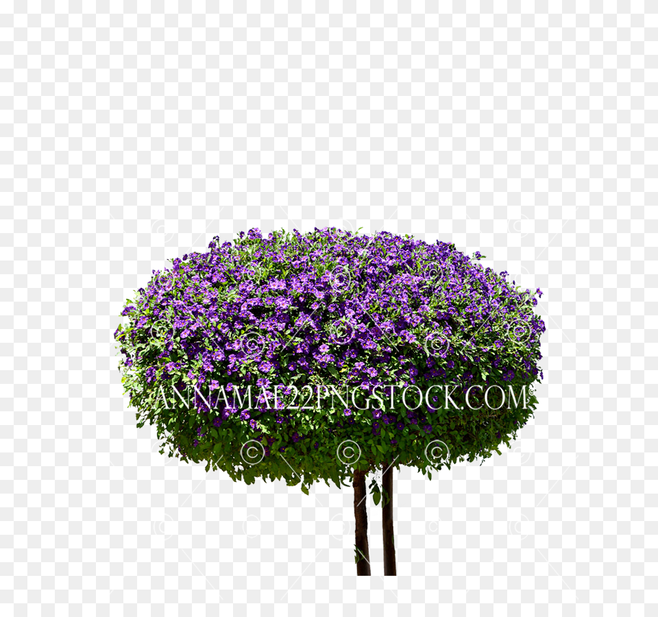 Round Purple Bush Tree Stock Large Pericallis, Flower, Plant, Herbal, Herbs Free Transparent Png
