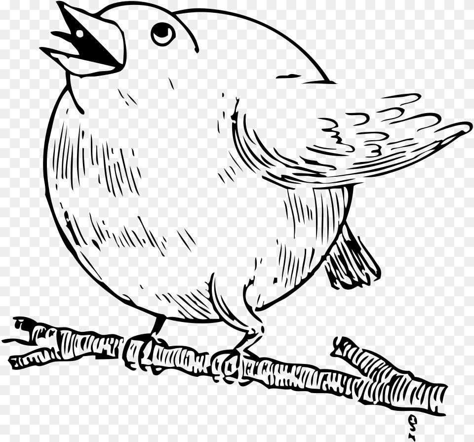 Round Robin Svg Clip Arts Round Robin Bird, Gray Free Png