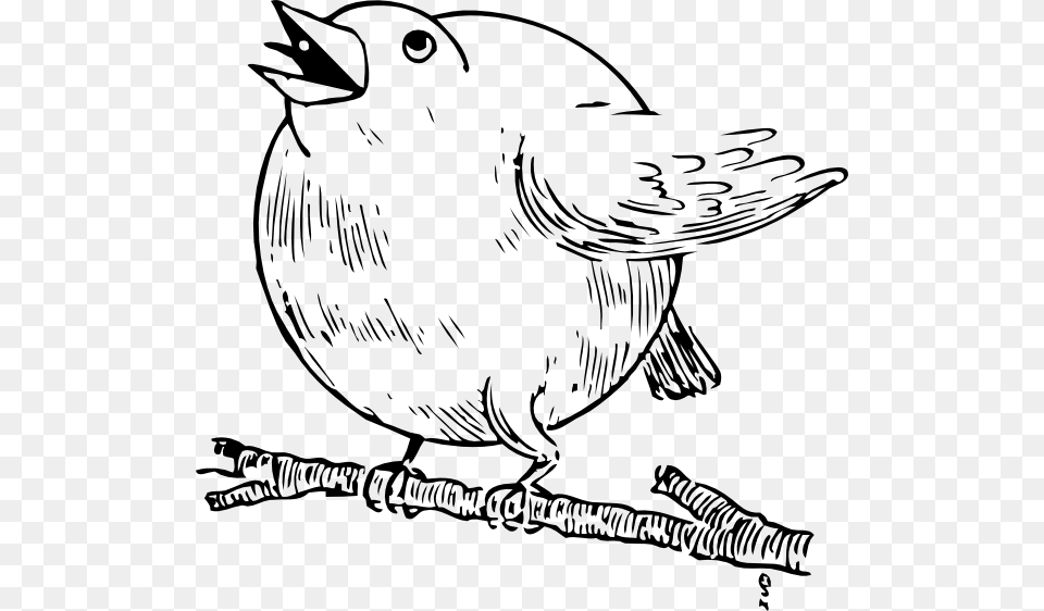 Round Robin Svg Clip Arts Round Robin Bird Fat, Animal, Finch, Sparrow, Baby Free Png