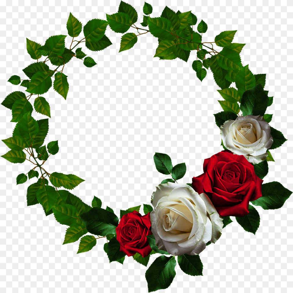 Round Rose Frame Transparent Round Flower Roses, Flower Arrangement, Plant, Flower Bouquet, Petal Free Png Download