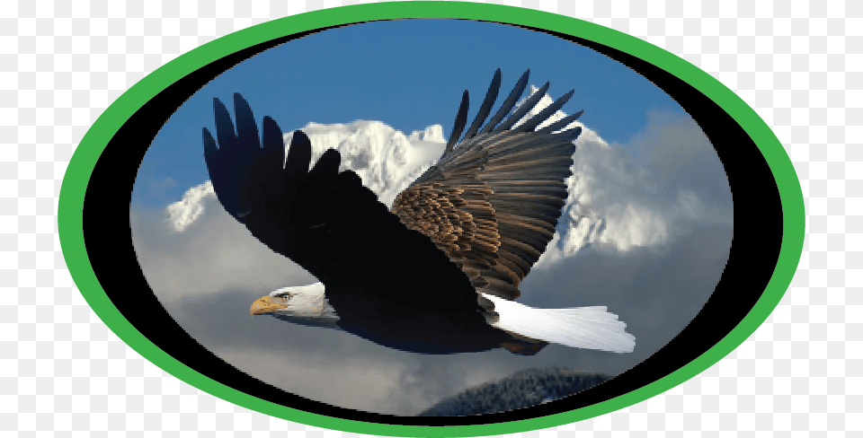 Round Tooth Logo Military Industrial Complex Meme, Animal, Bird, Eagle, Bald Eagle Free Png Download