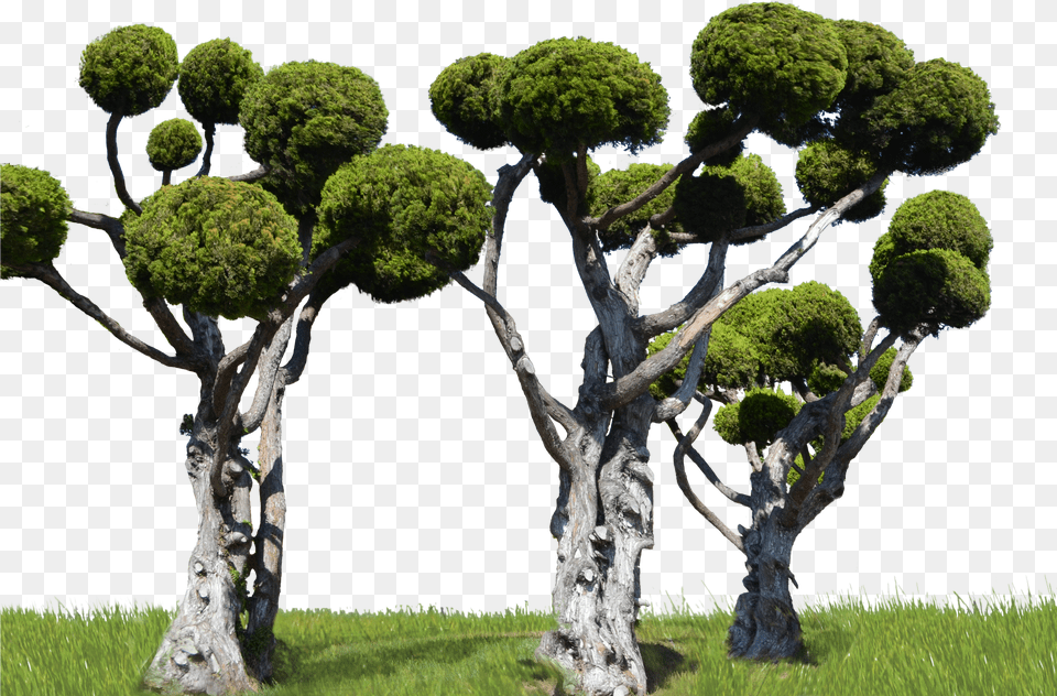 Round Tree Forest Stock In Landscape 0007 By Annamae22 Forest Pic Transparent Png Image