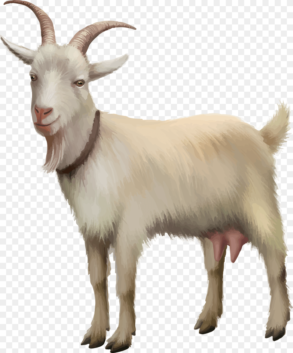 Rove Goat Sheep Stock Photography Stock Illustration Realistic Goat Clip Art, Livestock, Animal, Mammal, Antelope Png Image