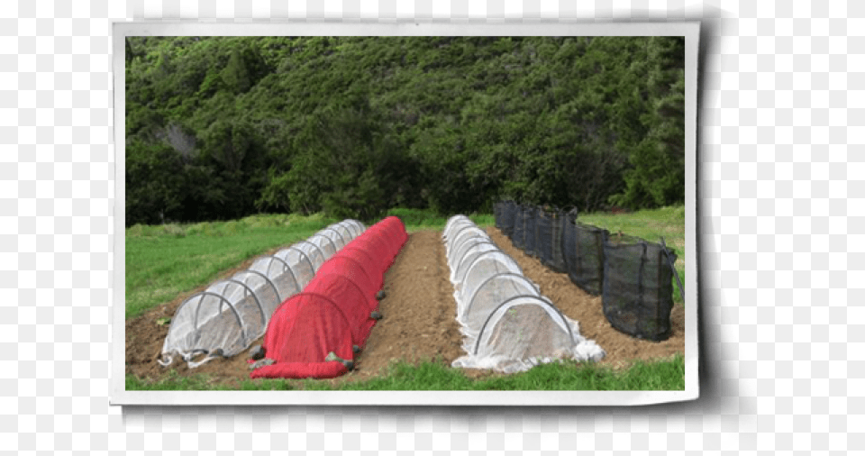 Row Covers Protect Plants From The Sun, Soil, Agriculture, Countryside, Field Png Image