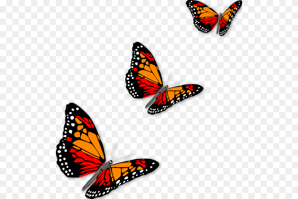 Row Of Butterflies, Animal, Butterfly, Insect, Invertebrate Png Image