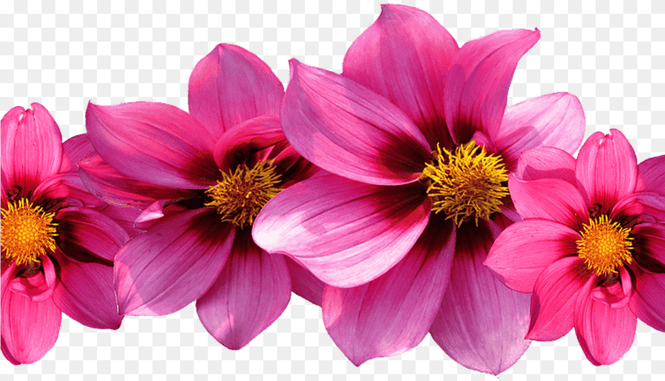 Row Of Flowers For On Mbtskoudsalg Note Cards Pk Of, Dahlia, Flower, Petal, Plant Free Png Download