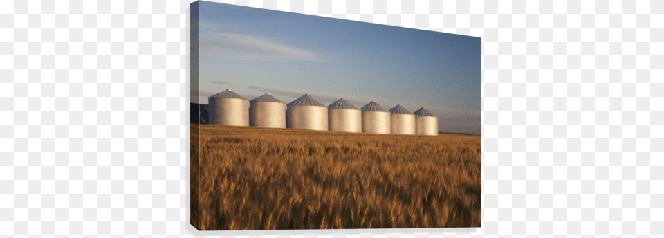 Row Of Shiny Metal Grain Bins In A Wheat Field At Sunrise Grain Bin In Field, Agriculture, Countryside, Nature, Outdoors Png