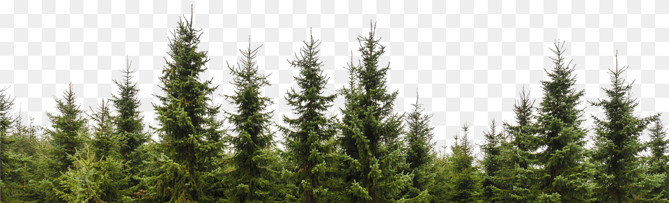 Row Of Trees Clip Download Row Of Pine Trees Free Png