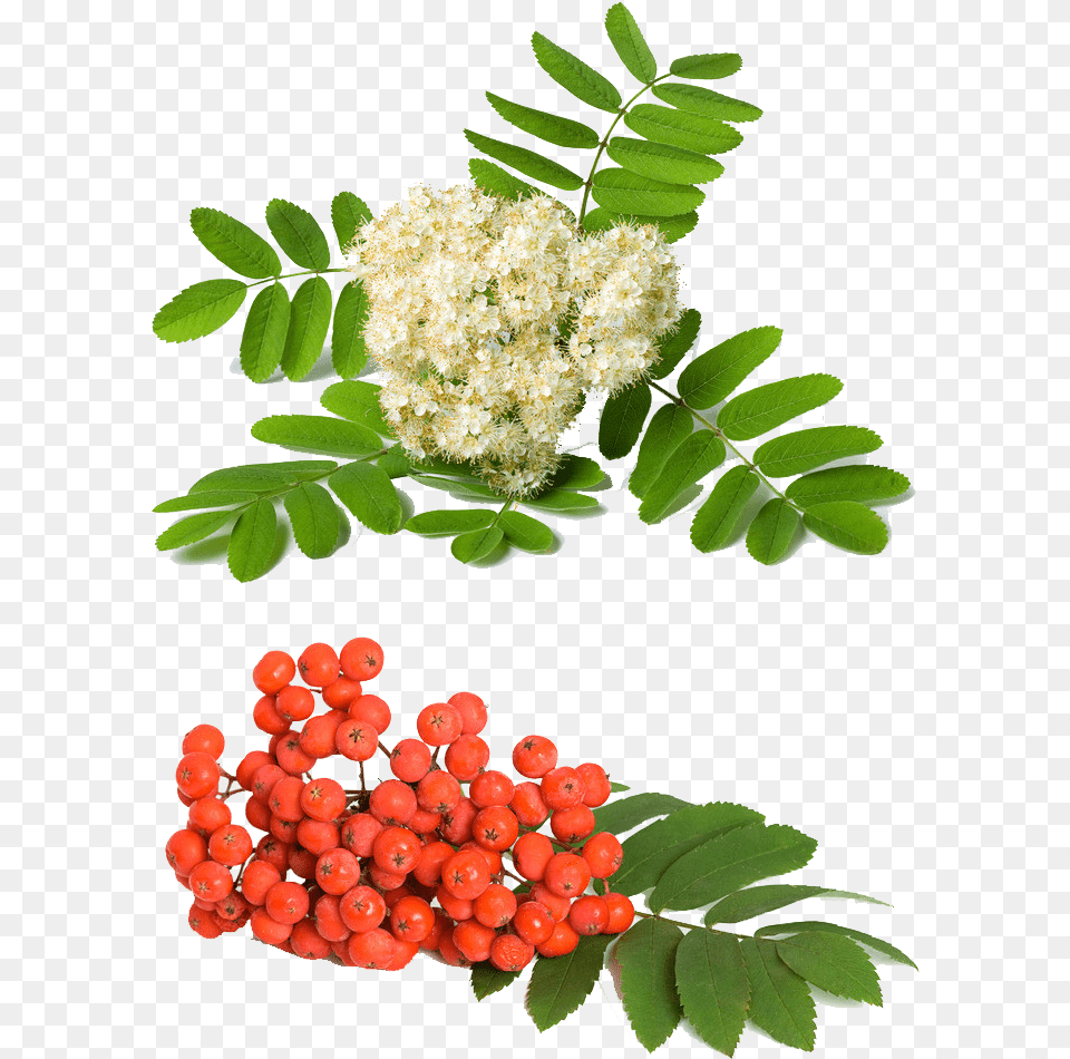 Rowan Berries And Flowers, Flower, Flower Arrangement, Leaf, Plant Png