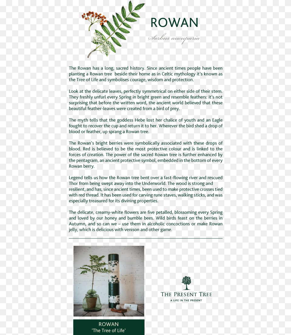 Rowan Name Meaning, Advertisement, Potted Plant, Poster, Plant Free Png Download