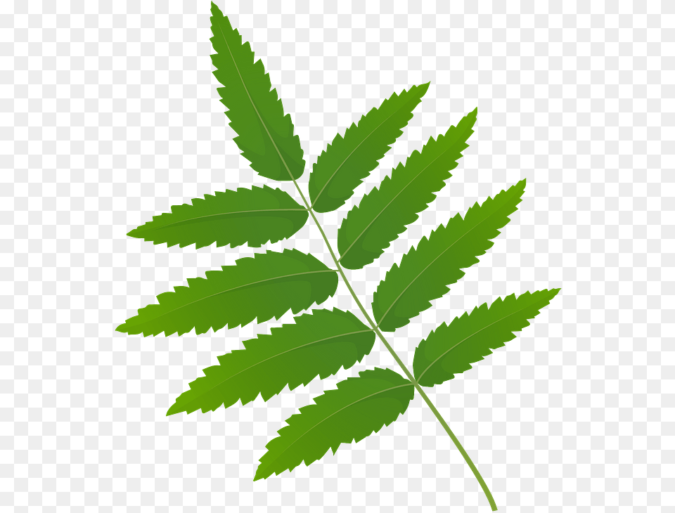 Rowan Tree Green Leaf Clipart Transparent Rowan Tree Leaves Clip Art, Plant, Herbal, Herbs Free Png Download