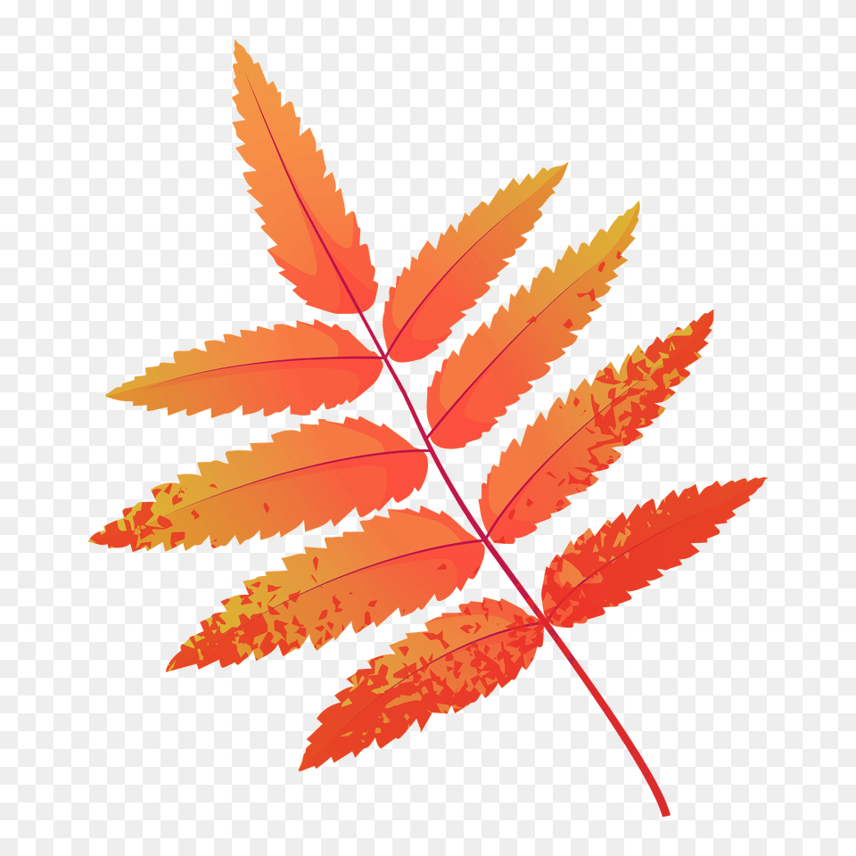 Rowan Tree Red Leaf Clipart, Plant Png