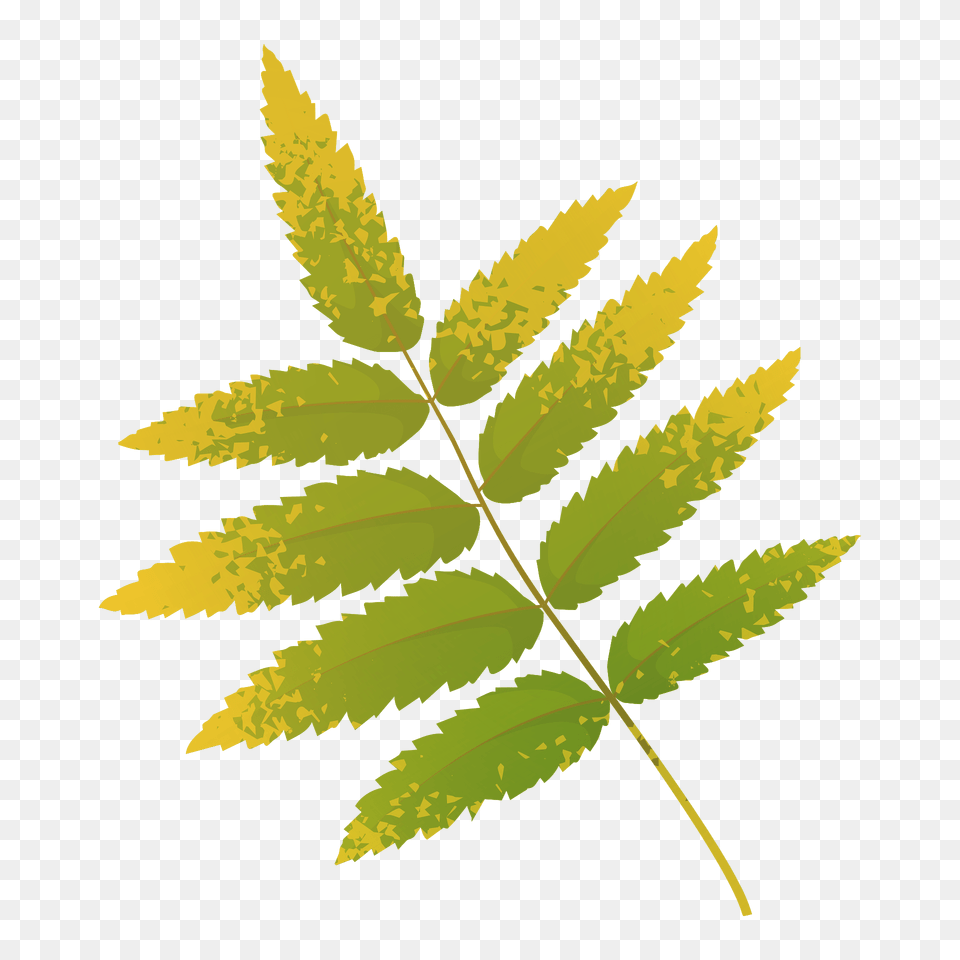Rowan Tree Yellow Leaf Clipart, Plant, Vegetation, Fern Free Png