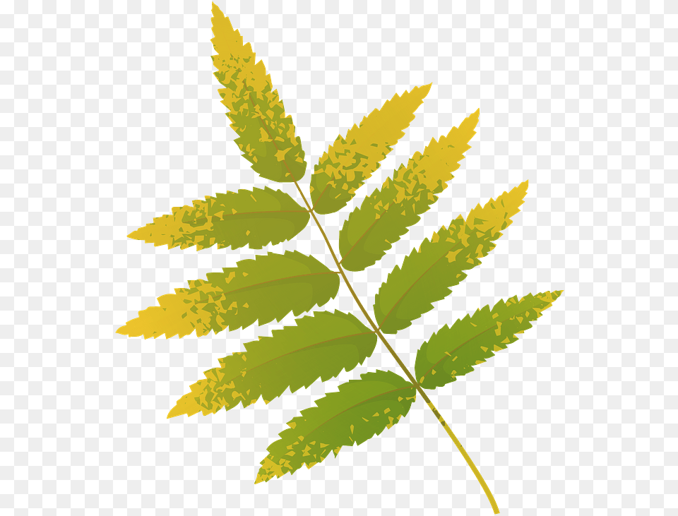 Rowan Tree Yellow Leaf Clipart Download Rowan Tree Leaves Clip Art, Plant, Fern Free Transparent Png