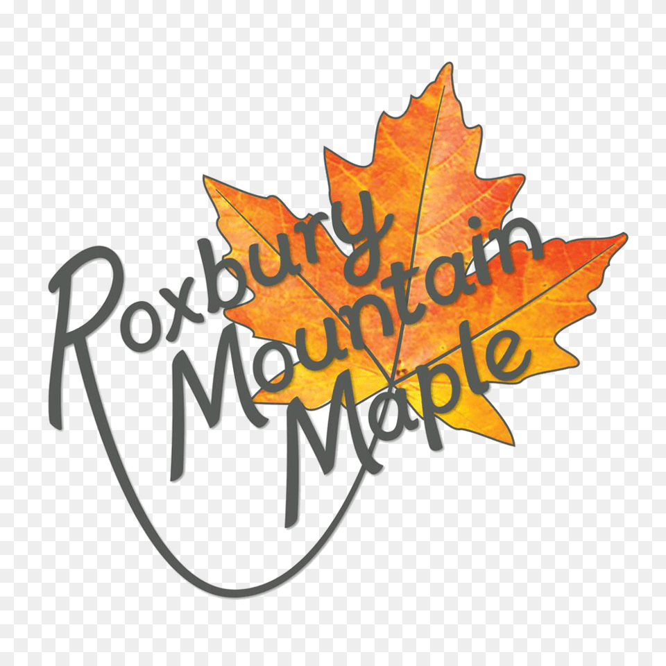 Roxbury Mountain Maple, Leaf, Plant, Tree, Dynamite Png