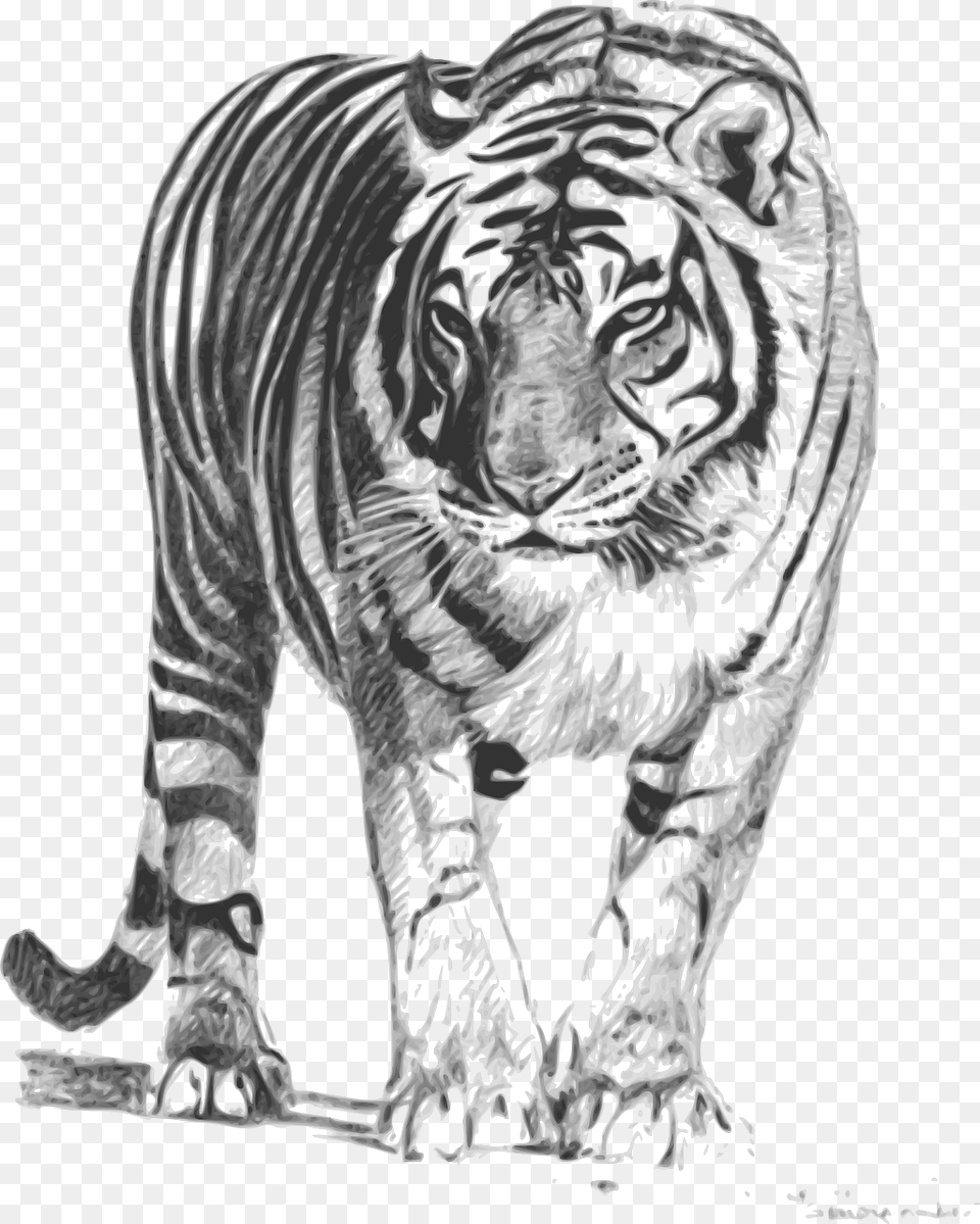 Royal Bengal Tiger Sketch, Art, Drawing, Person Free Transparent Png
