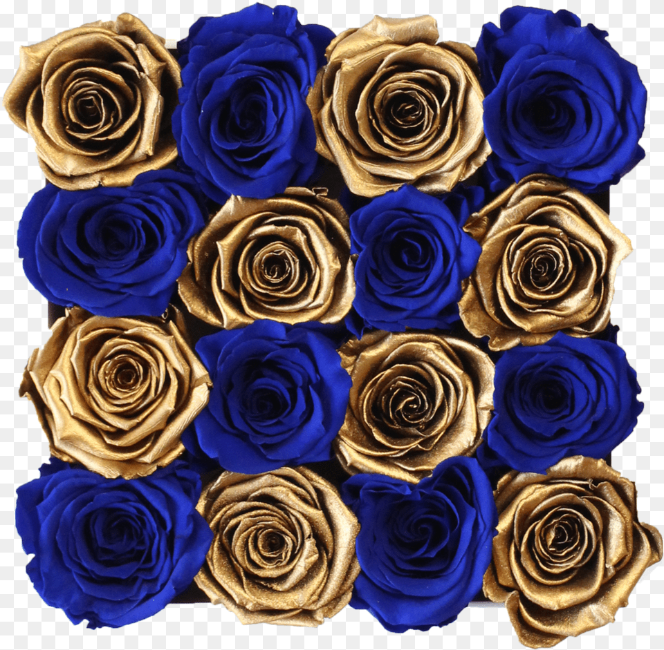 Royal Blue And Gold Preserved Roses White Square Rose Hat Box Blue Rose, Flower, Flower Arrangement, Flower Bouquet, Plant Free Png