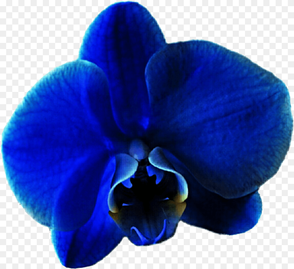 Royal Blue Flower Clipart Graphic Library Phalaenopsis Sanderiana, Orchid, Plant, Rose Free Png