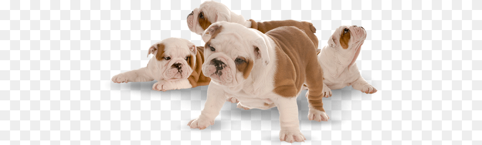 Royal Blue Frenchies English Bulldog Puppies, Animal, Canine, Mammal, Dog Free Png Download