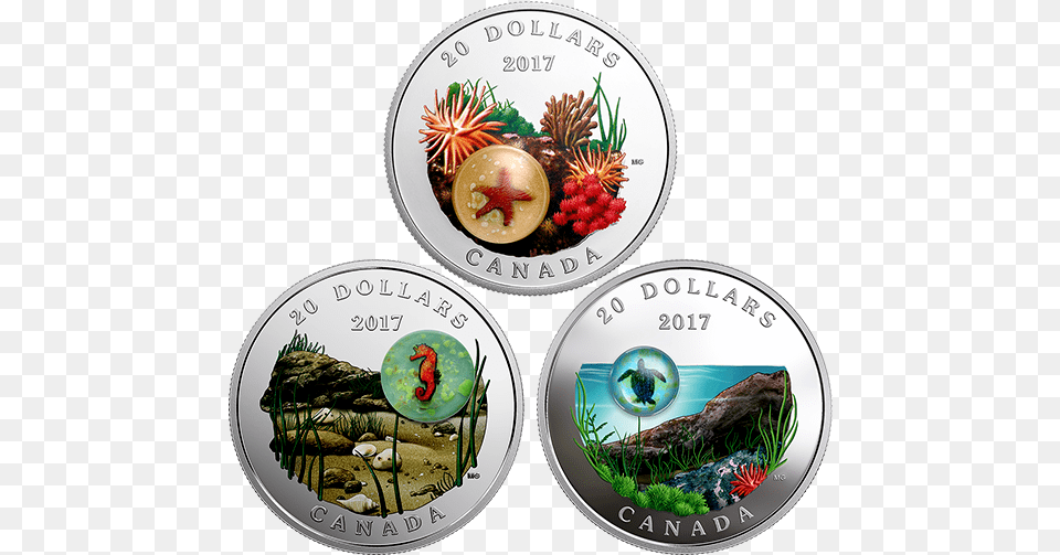 Royal Canadian Mint Turtle, Coin, Money Png
