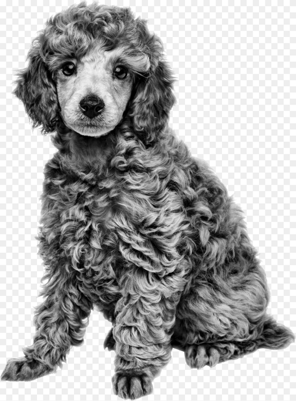 Royal Canin Black And White, Animal, Canine, Dog, Mammal Free Transparent Png