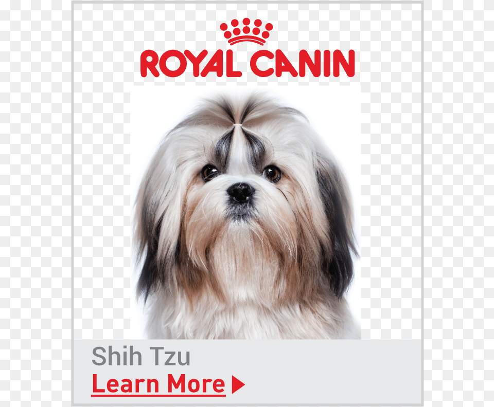 Royal Canin Breed Specific Shih Tzu Food Shih Tzu Dogs Teeth, Advertisement, Poster, Animal, Canine Free Transparent Png