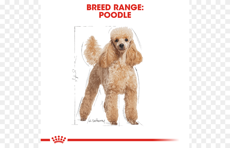 Royal Canin Wet Food Adult Poodle Royal Canin Mini Adult, Animal, Canine, Dog, Mammal Free Png Download