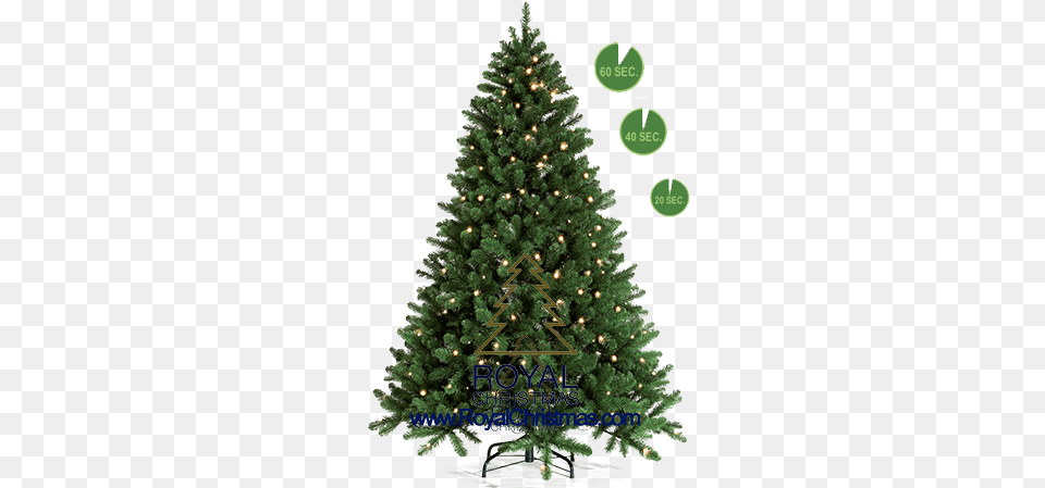 Royal Christmas 1 Minute Tree Line 1 Minute Artificial Christmas Tree, Plant, Pine, Christmas Decorations, Festival Free Png