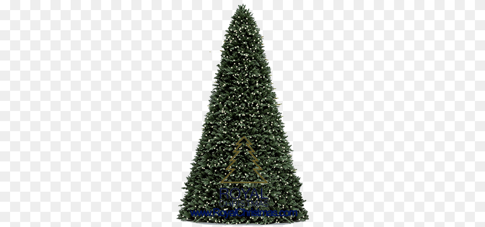Royal Christmas, Tree, Plant, Fir, Pine Png Image
