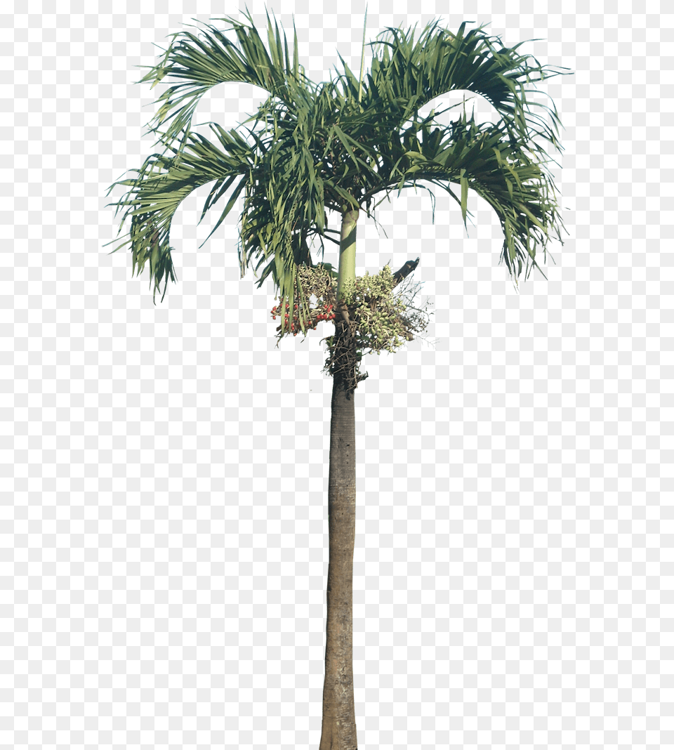 Royal Palm Picture Betal Nut Tree, Palm Tree, Plant Png