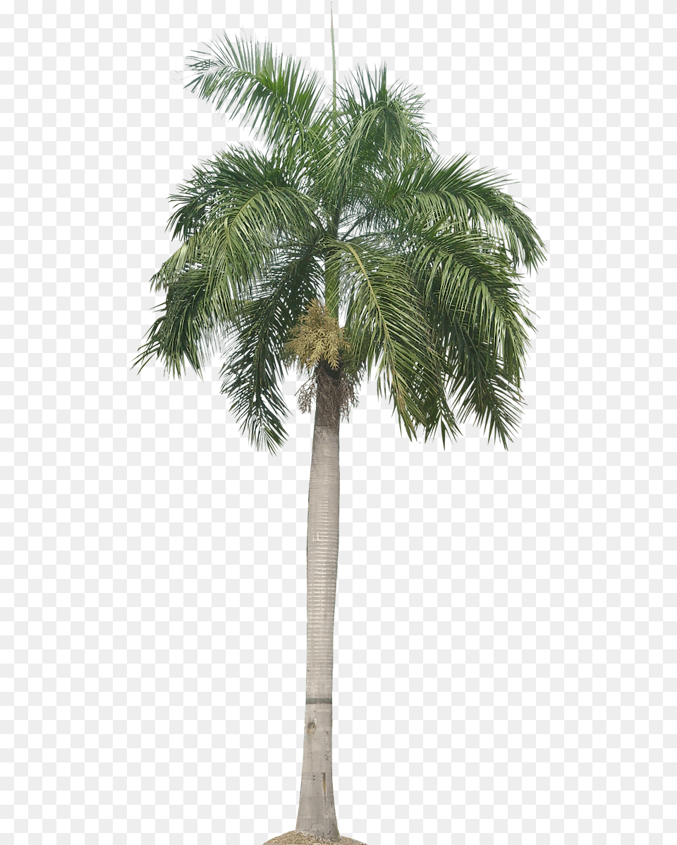 Royal Palm Tree, Palm Tree, Plant Free Transparent Png