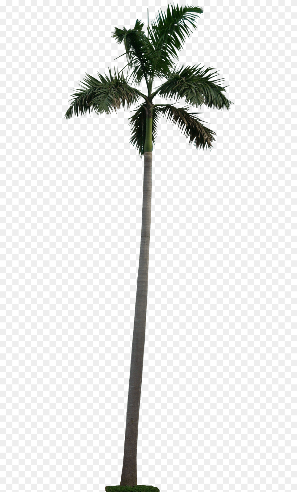 Royal Palm Tree Galleryhip Palm Tree Cutout, Palm Tree, Plant Free Png