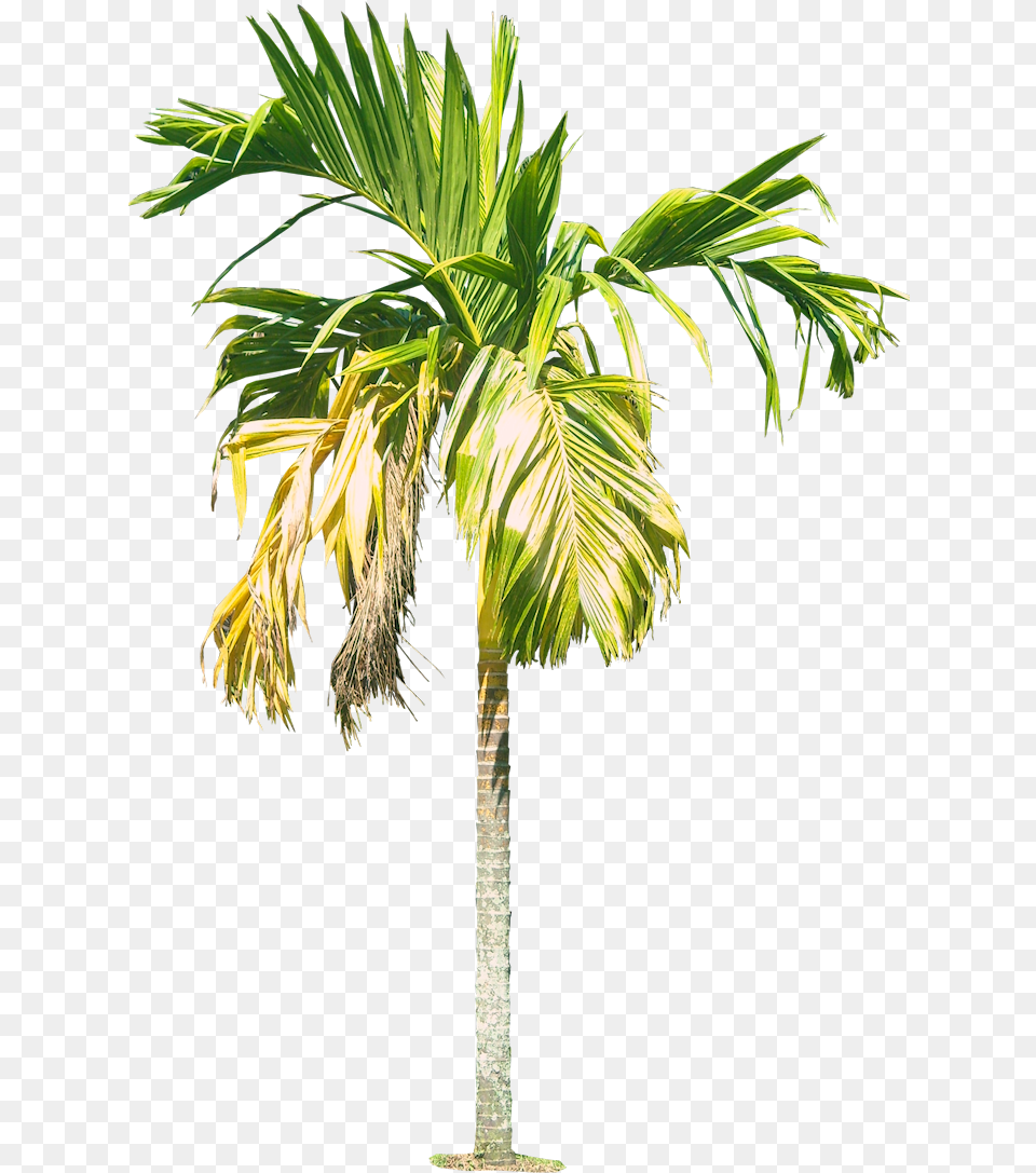 Royal Palm Tree Hd Icons And Backgrounds Watercolor Palm Tree, Leaf, Palm Tree, Plant Png Image