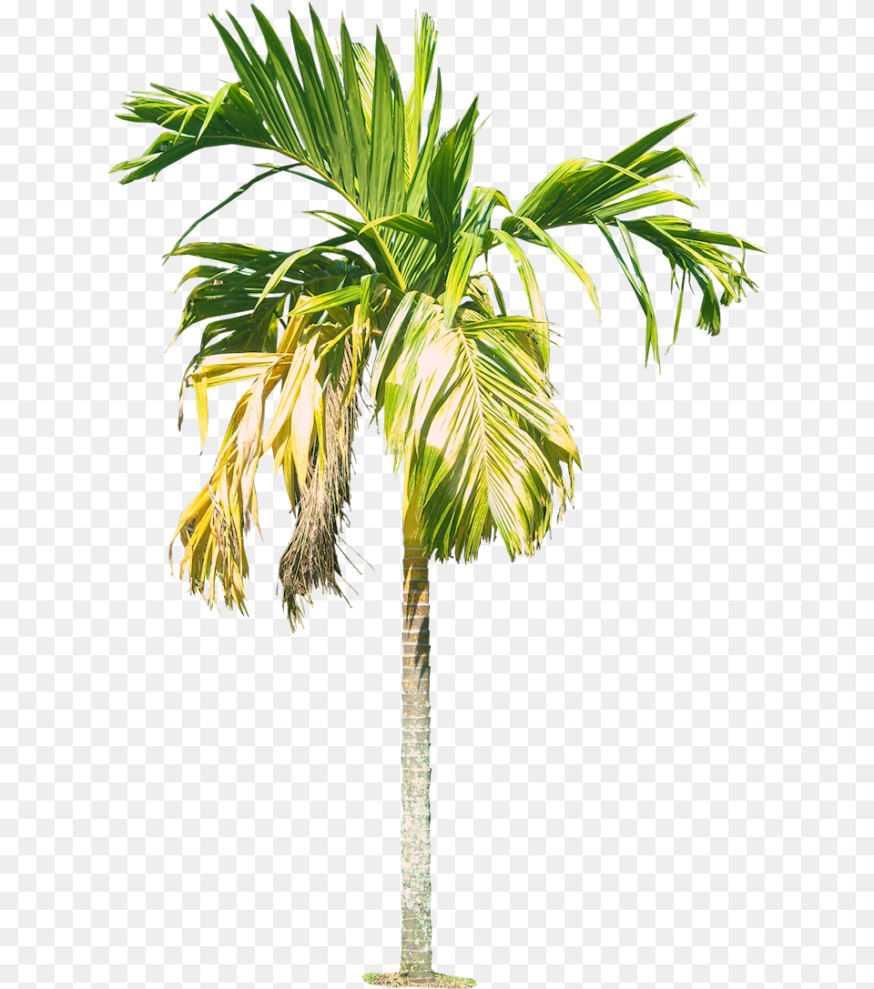 Royal Palm Tree Hd Areca Nut Tree, Leaf, Palm Tree, Plant Png