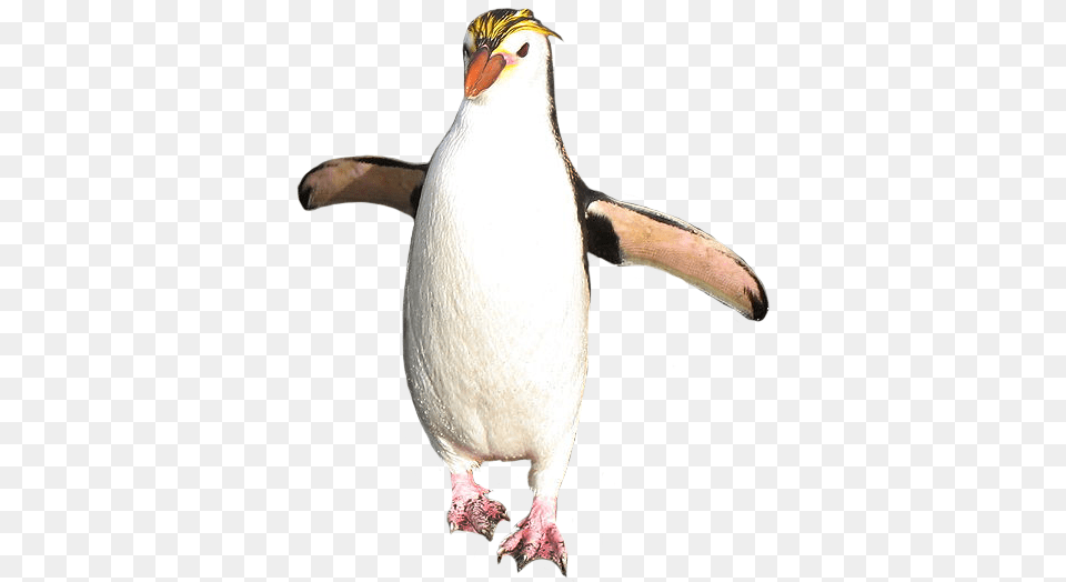 Royal Penguin Macaroni Penguin Background, Animal, Bird Free Transparent Png