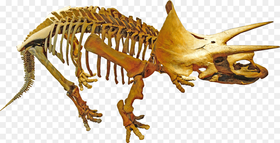 Royal Tyrrell Palaeontology Free Transparent Png