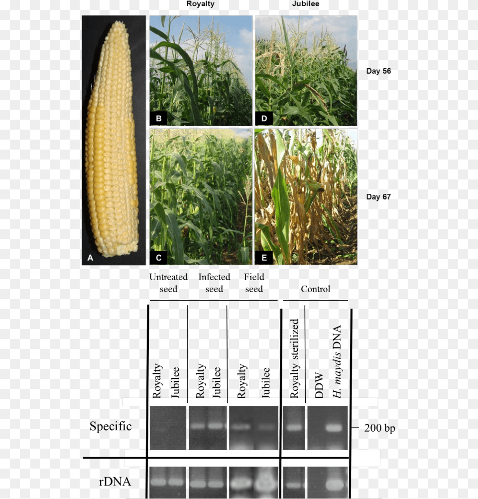 Royalty And Jubilee In A Kibbutz Hulata Israel Maize Cash Crop, Plant, Corn, Food, Grain Png Image