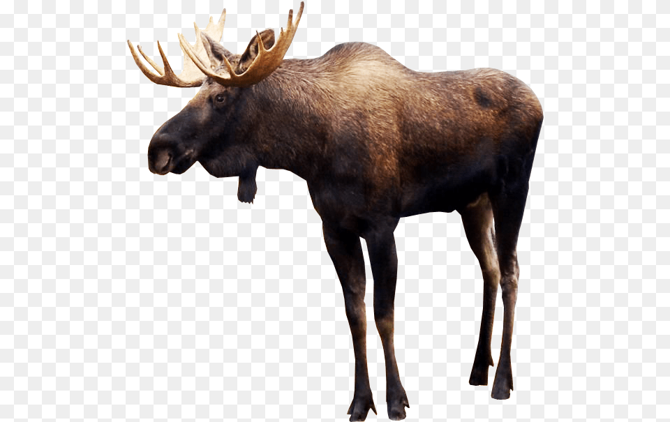 Royalty Images Moose, Animal, Mammal, Wildlife, Antelope Free Png Download