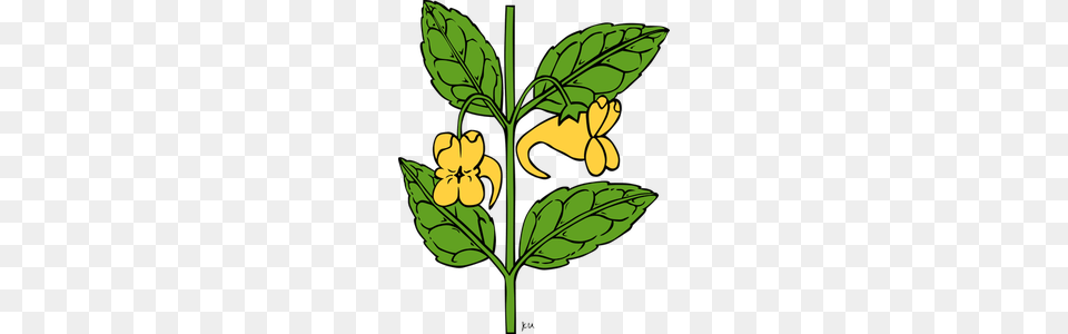 Royalty Acanthaceae, Flower, Leaf, Plant Free Transparent Png