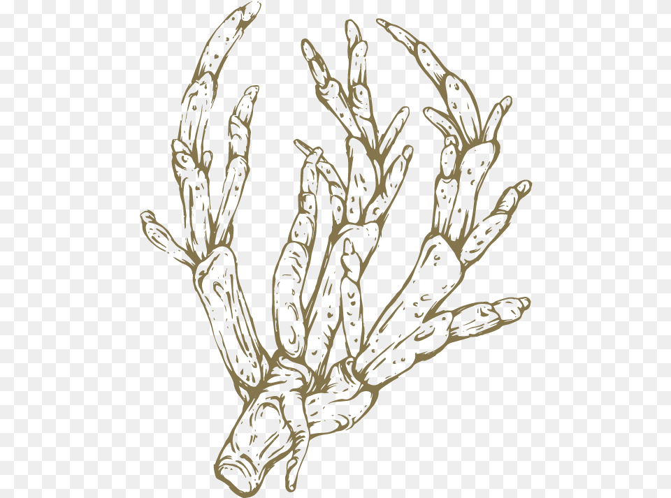 Royalty Asparagus Drawing Sketch, Wood, Electronics, Hardware, Art Free Transparent Png