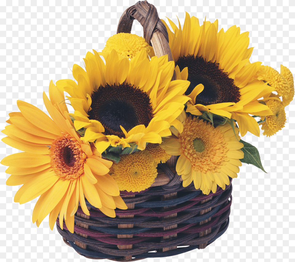 Royalty Basket Common Sunflower Garden Sunflower Basket, Flower, Plant, Flower Arrangement, Flower Bouquet Free Png