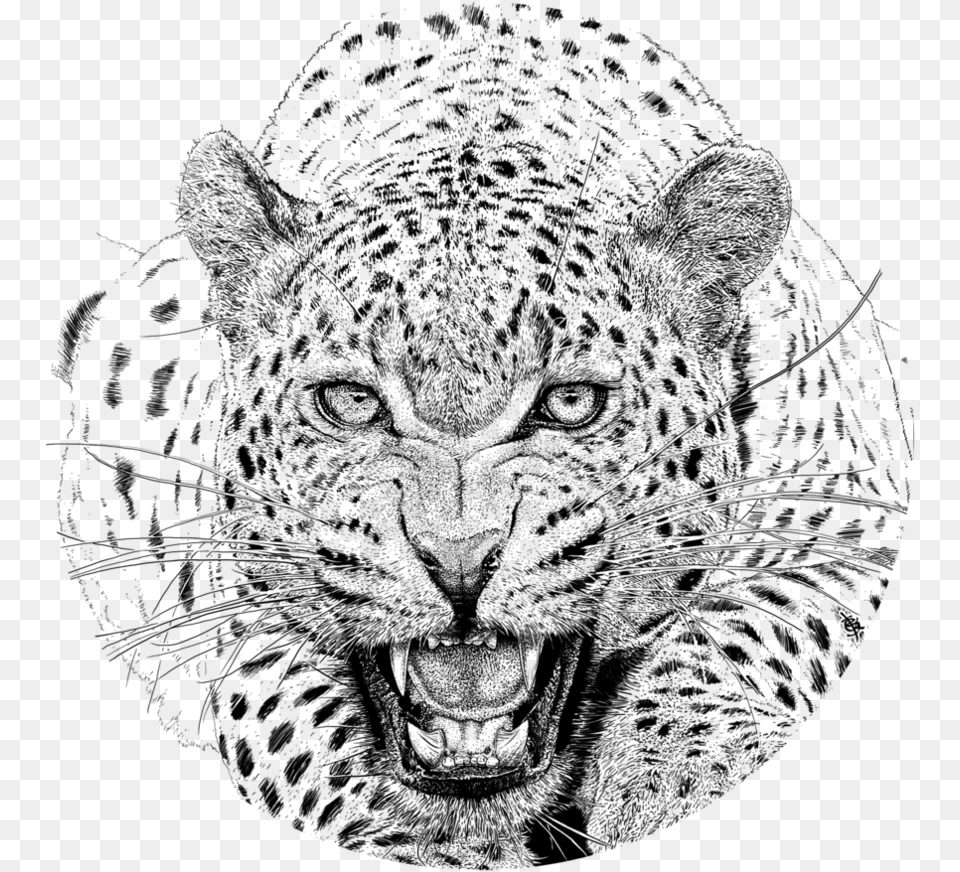 Royalty Free Download Leopard Leopard Drawing, Gray Png Image