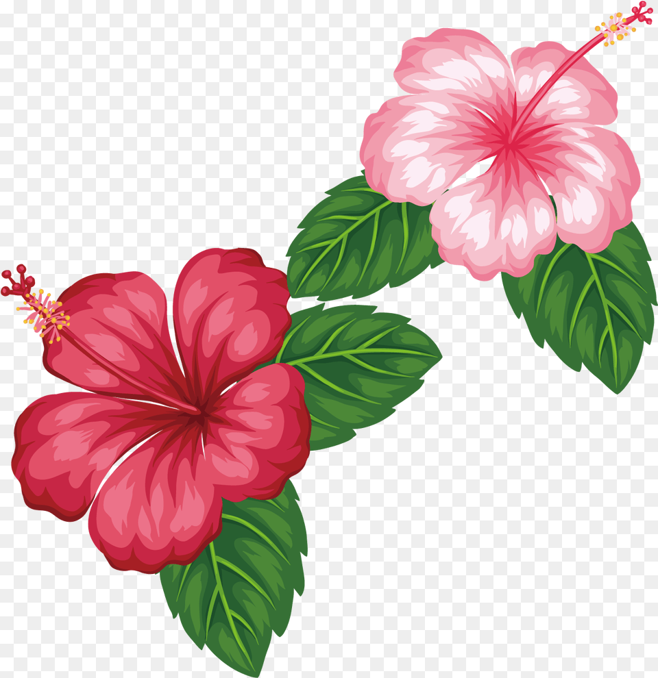 Royalty Flower Tropics Clip Art Red Imagenes De Hojas Con Flores Verdes Y Rojas, Hibiscus, Plant Free Transparent Png