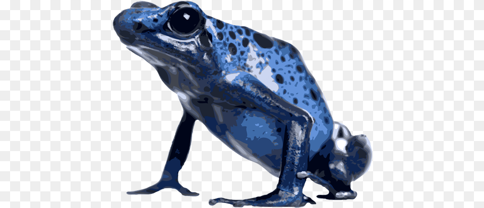 Royalty Free Library Poison Dart Clipground Poison Dart Frog, Amphibian, Animal, Wildlife, Adult Png