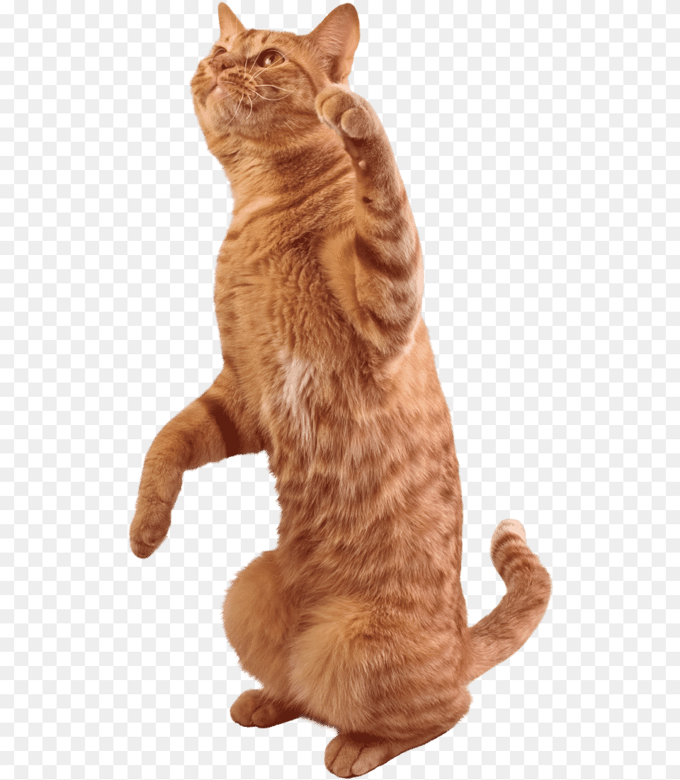 Royalty Free Library Tabby Cat Stock Photography Transparent Cat Stock, Animal, Mammal, Manx, Pet Png