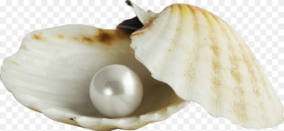 Royalty Stock Pearl Transparent Shell Pearl In A Shell, Accessories, Seafood, Sea Life, Jewelry Free Png