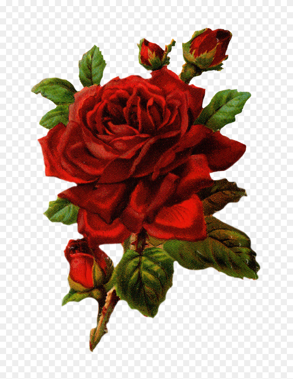 Royalty Large Red Rose Graphic Png