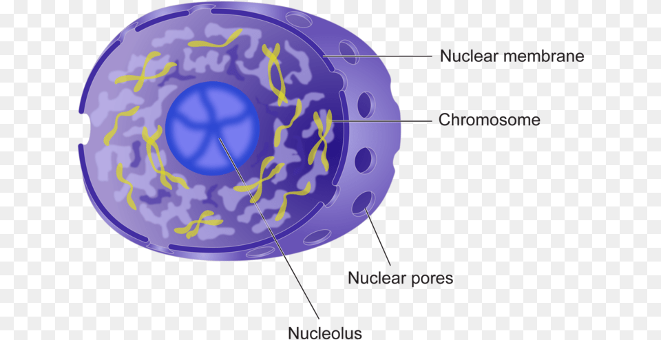 Royalty Library Cells Drawing Amusement Park Cell Nucleus, Plate, Ct Scan, Outdoors Free Transparent Png